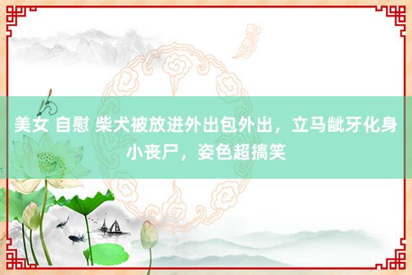 美女 自慰 柴犬被放进外出包外出，立马龇牙化身小丧尸，姿色超搞笑