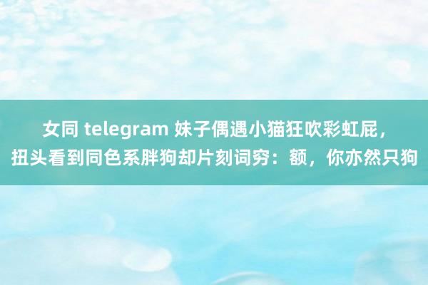 女同 telegram 妹子偶遇小猫狂吹彩虹屁，扭头看到同色系胖狗却片刻词穷：额，你亦然只狗