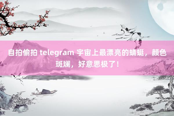 自拍偷拍 telegram 宇宙上最漂亮的蜻蜓，颜色斑斓，好意思极了！